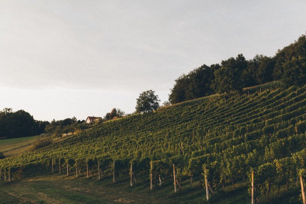 Sauvignon blanc – Bild 2