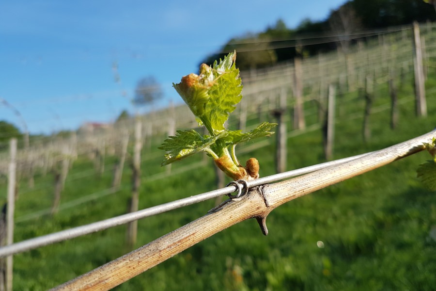 Frühling im Weingarten