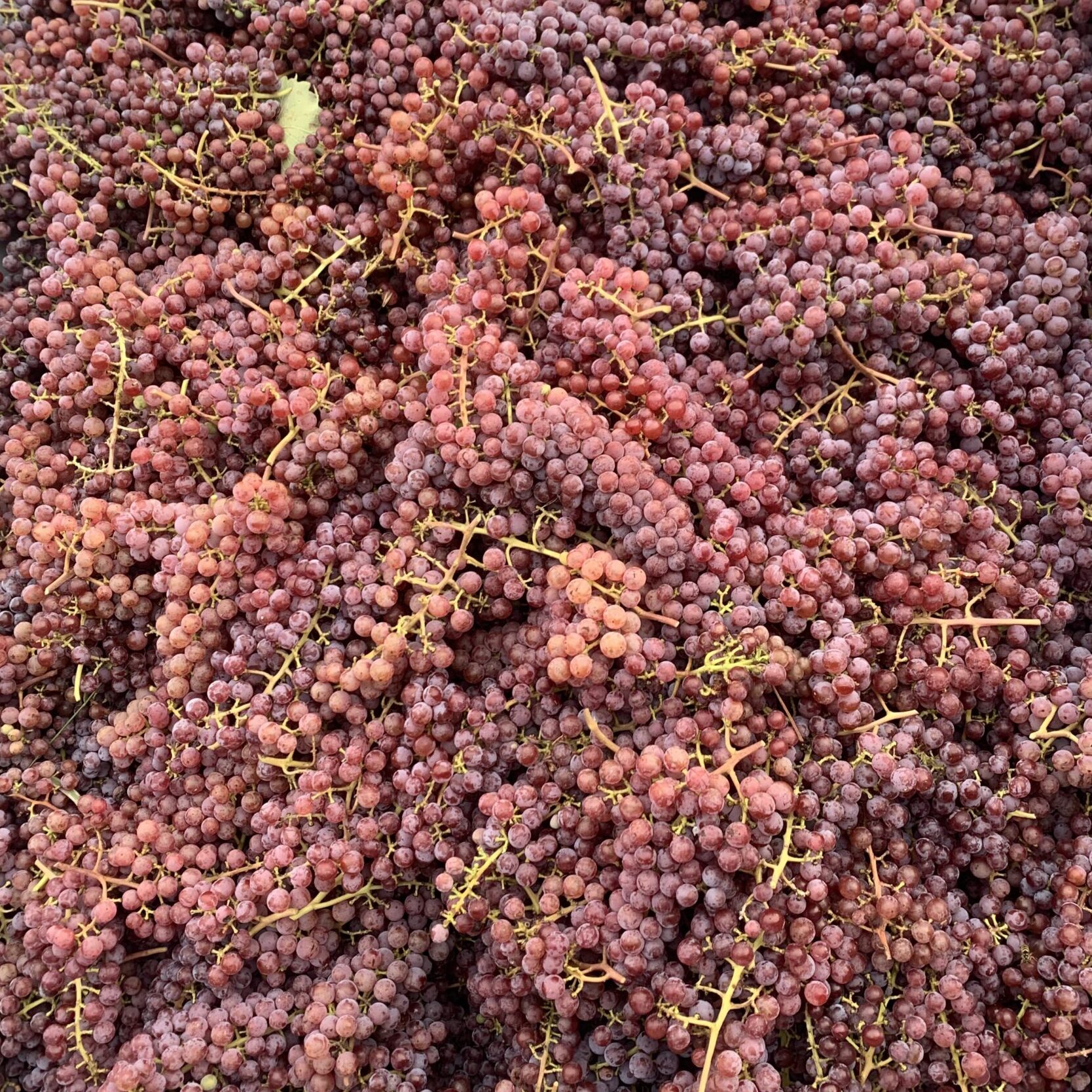 SOUVIGNIER GRIS – Bild 2