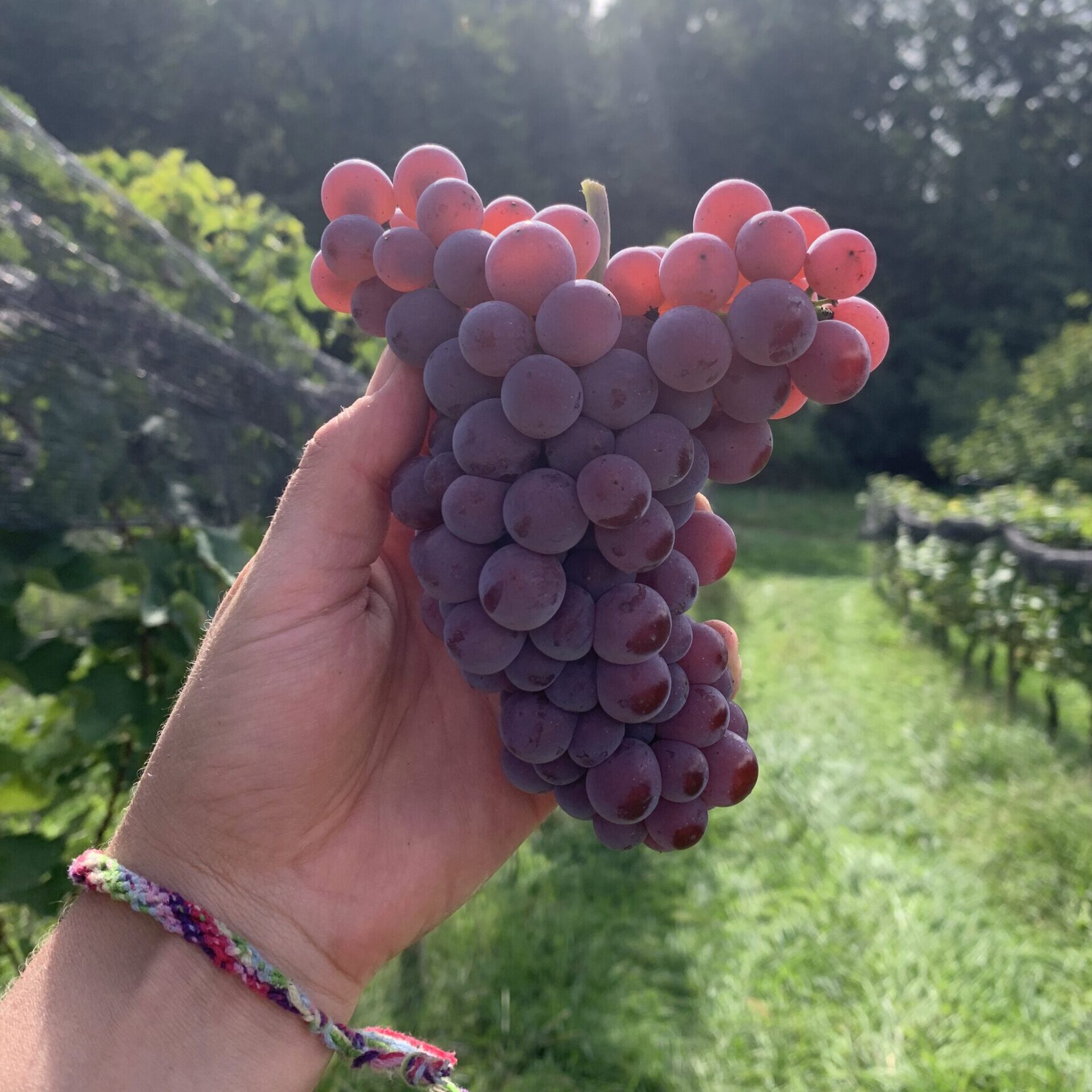 SOUVIGNIER GRIS – Bild 3