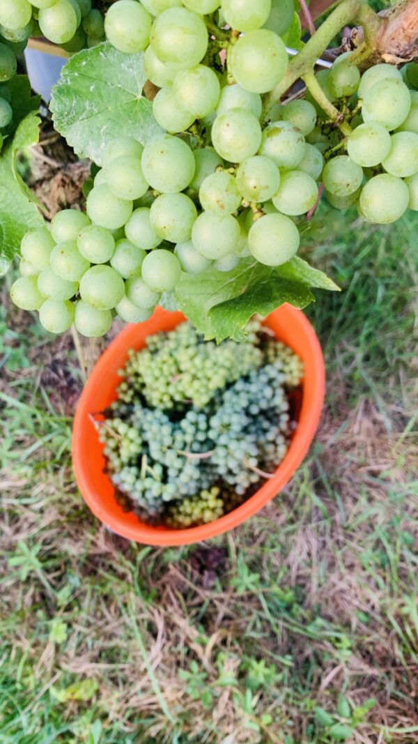 BIO Verjus 0,5l – Bild 3